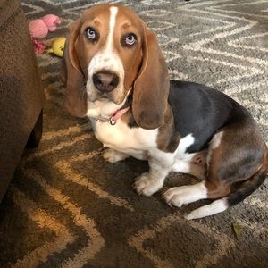 Meet your Posher, Randi